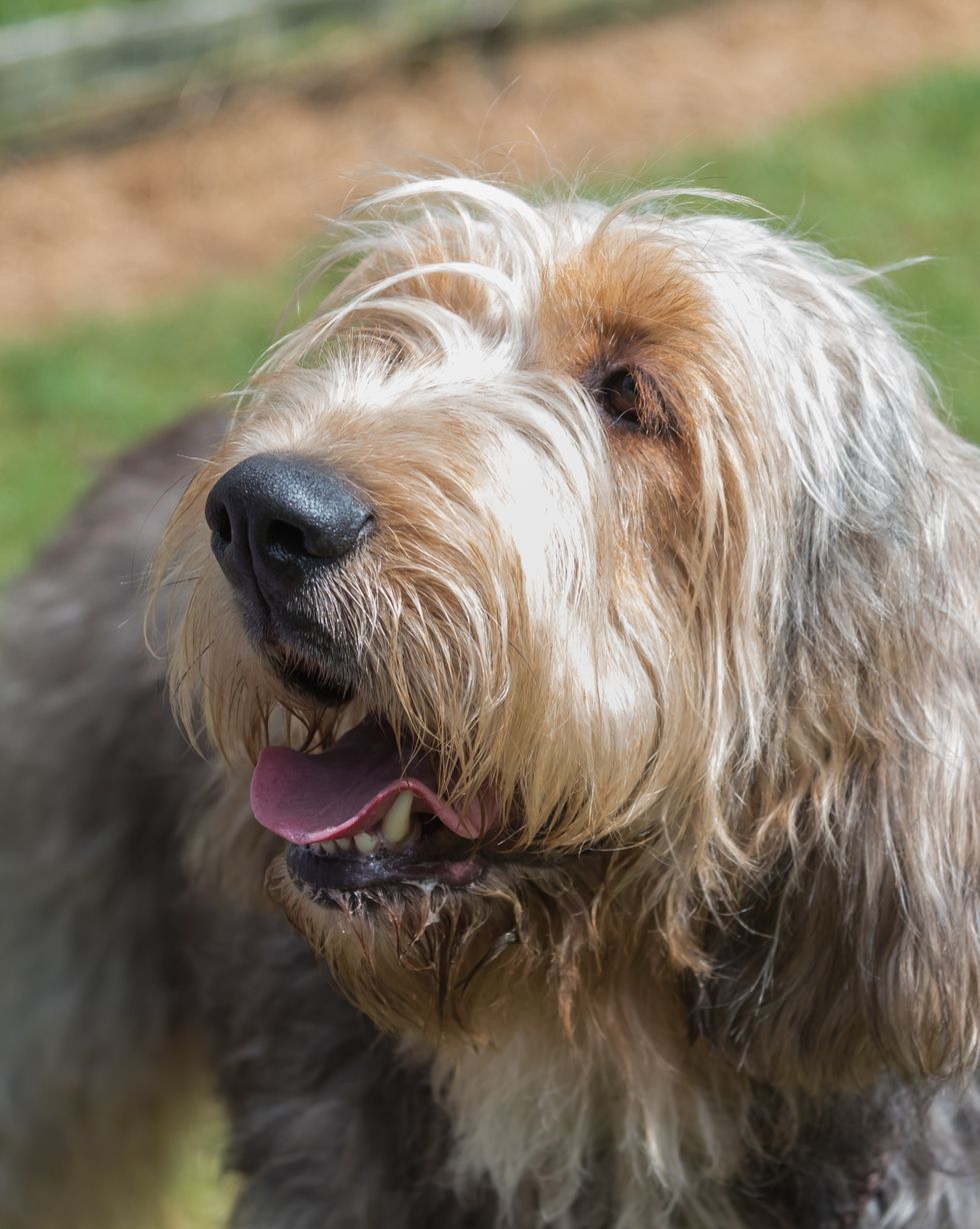 hound dog breeds otterhound