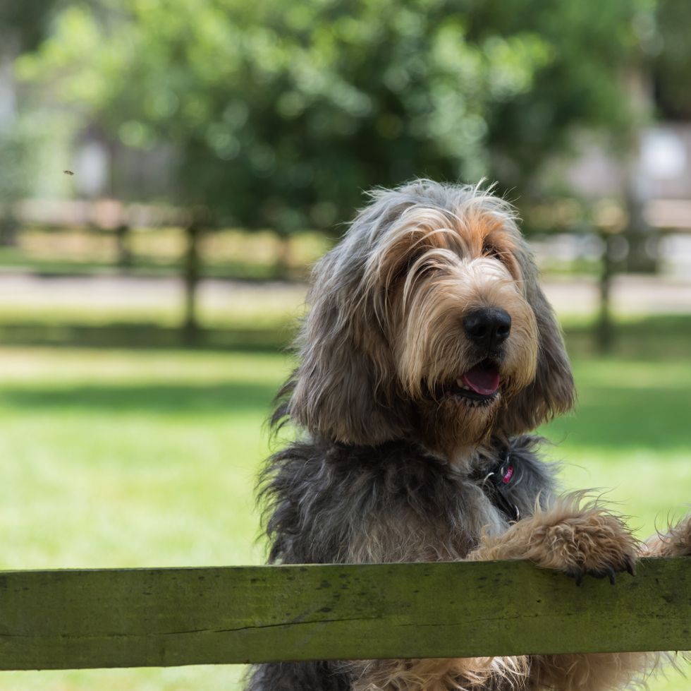 dogs that can be left alone otterhound