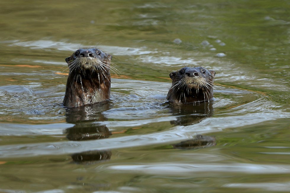 Succession star hospitalised after being attacked by otters