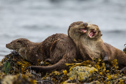 Een Europese otterfamilie is aan het spelen op een met zeewier bedekte waterkant