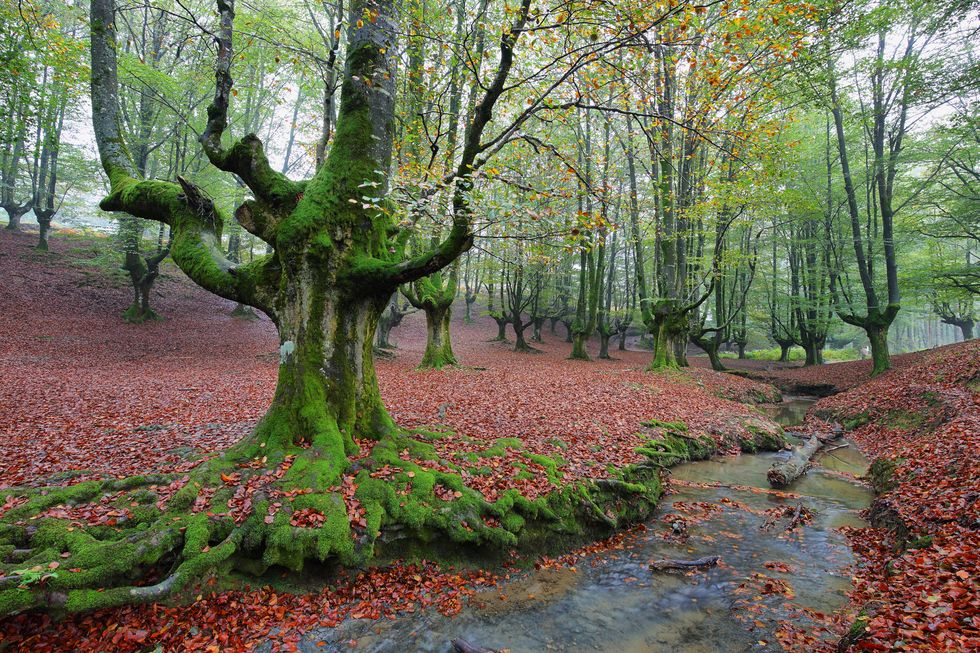 otzarreta beech forest, basque country, spain