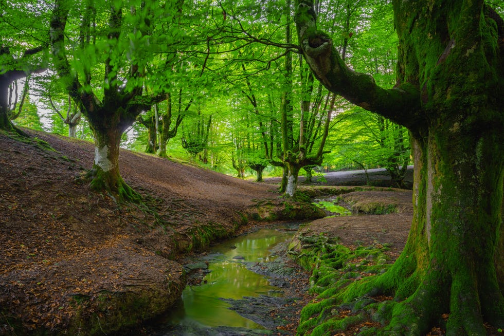 parque natura otzarreta en el país vasco