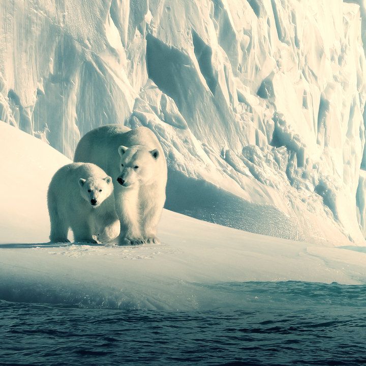polar bears in snow