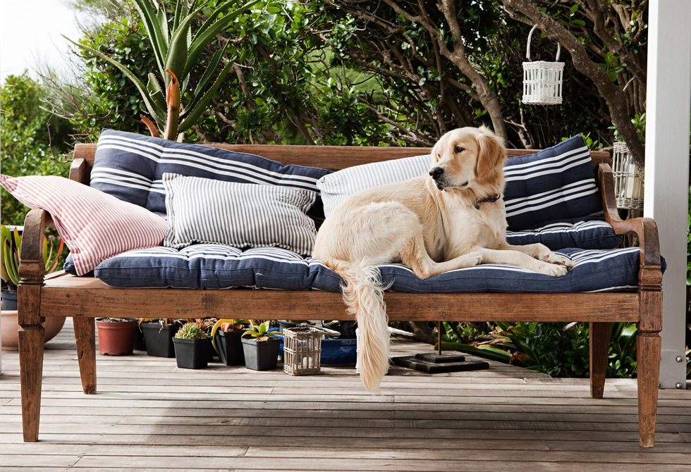 outdoor cushions golden retriever on seat outdoors