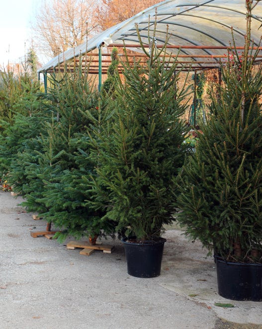 6 New Pests & Diseases Pose UK Threat To Imported Christmas Trees