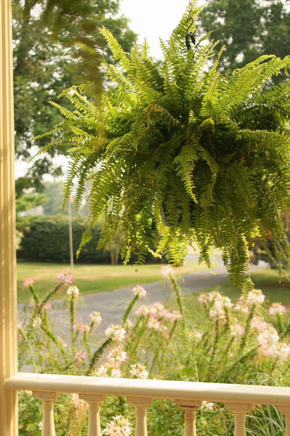 22 Best Outdoor Hanging Plants - Best Year Round Ideas