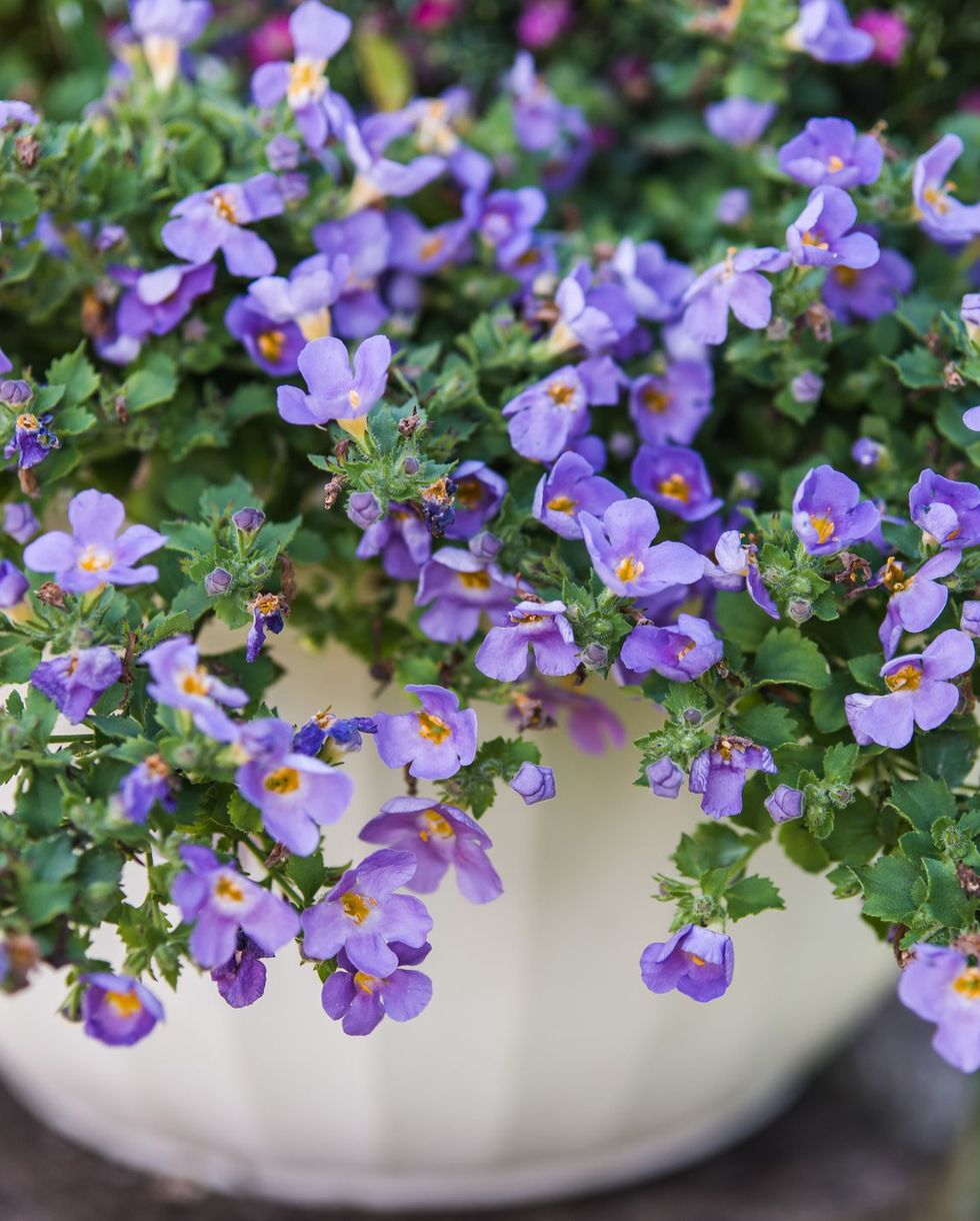 Bacopa plant with cascading purplish-blue flowers on a white planter