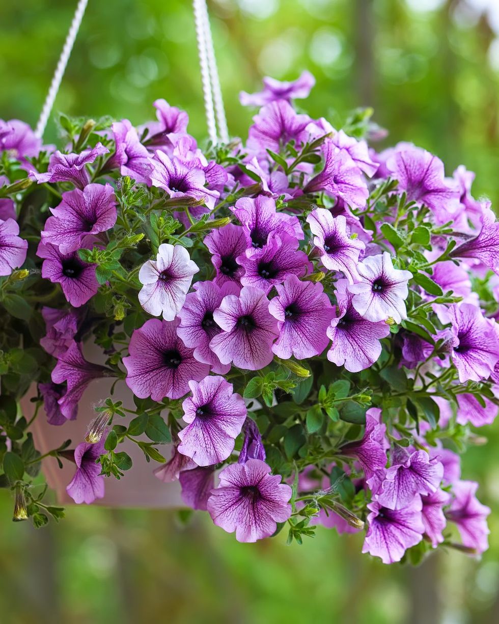 Petunia with purple funnel-shaped flowers spilling into a hanging basket outdoors