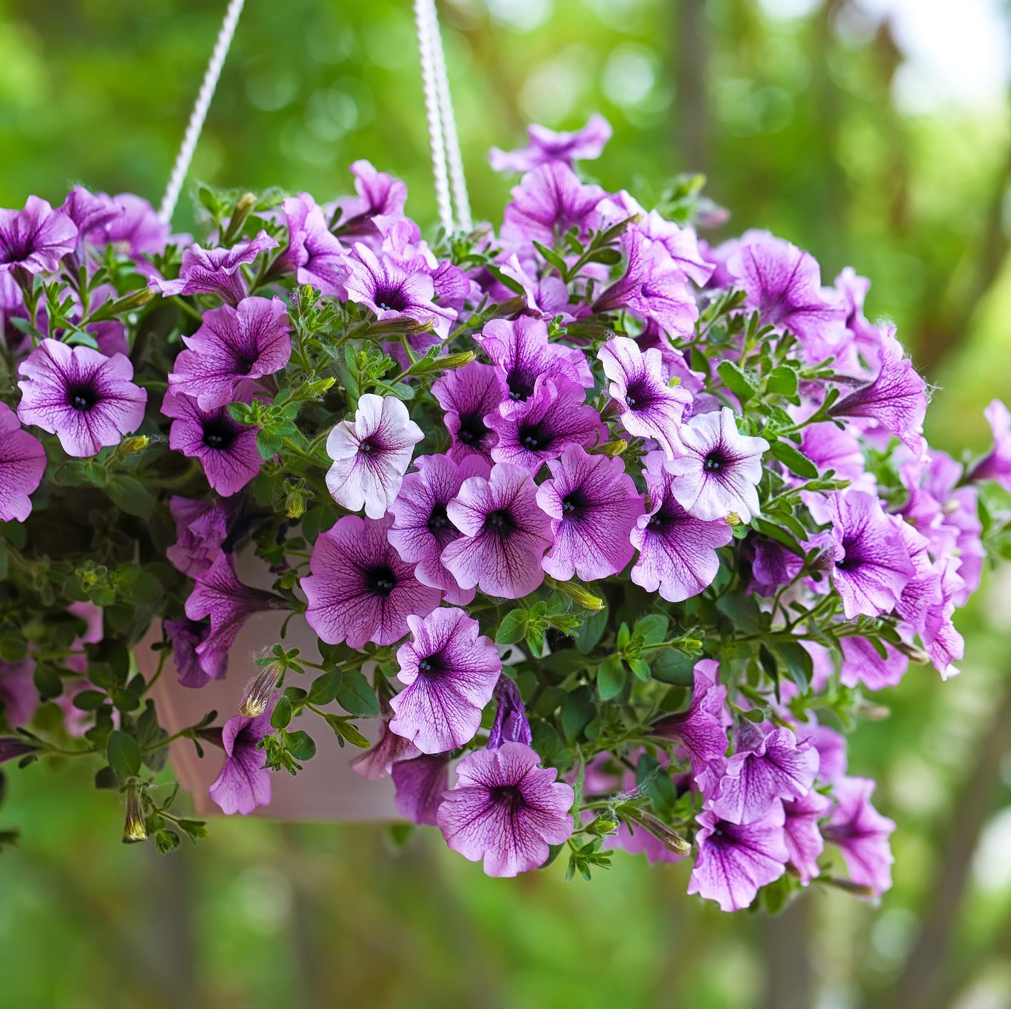 types of hanging flowers