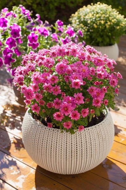 chrysanthemums in pot on patio