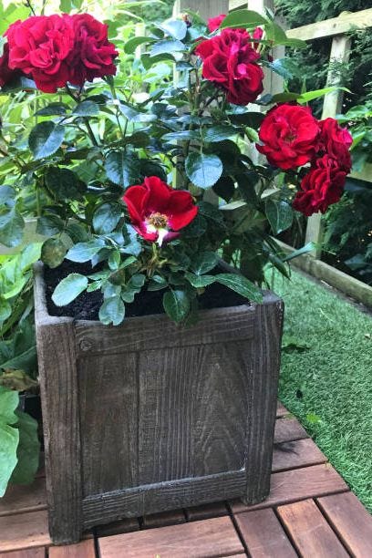 red roses planted in wooden container on patio