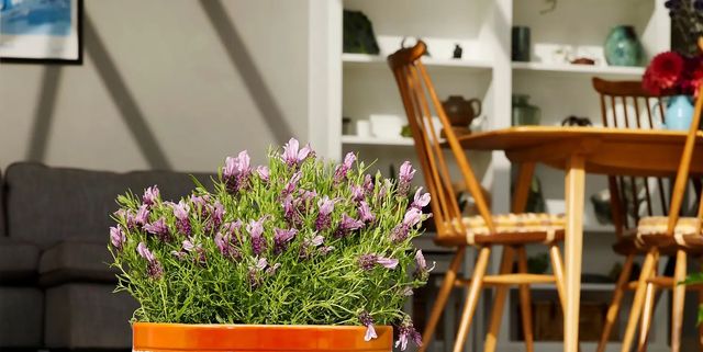 Best Outdoor Plant Pots For Garden, Patio, Balcony Pots