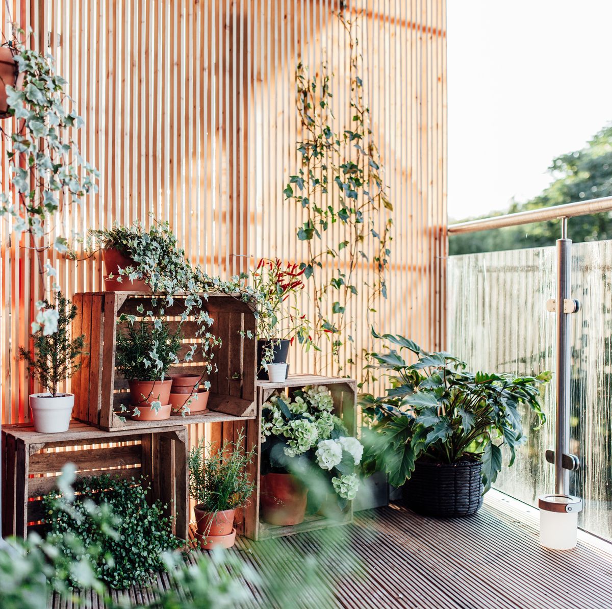 Le migliori piante da mettere sul balcone di casa, News