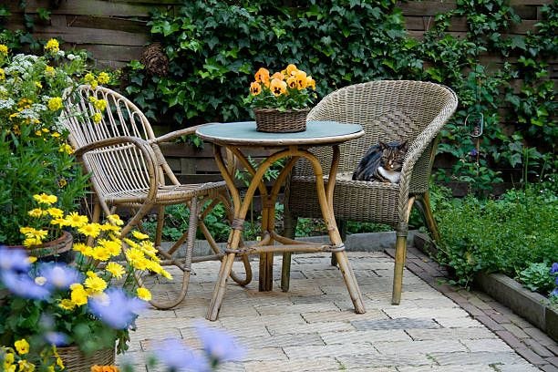 20 Best Patio Plants Outdoor Patio Plants Ideas