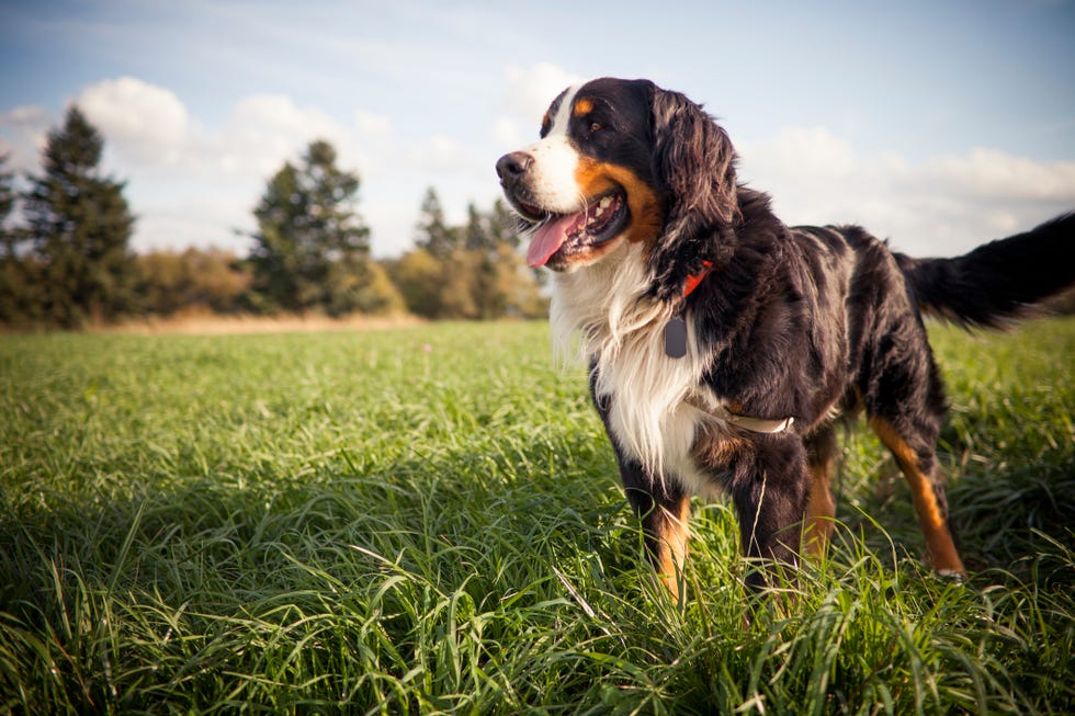 Outdoor portrait of a Bernese dog.