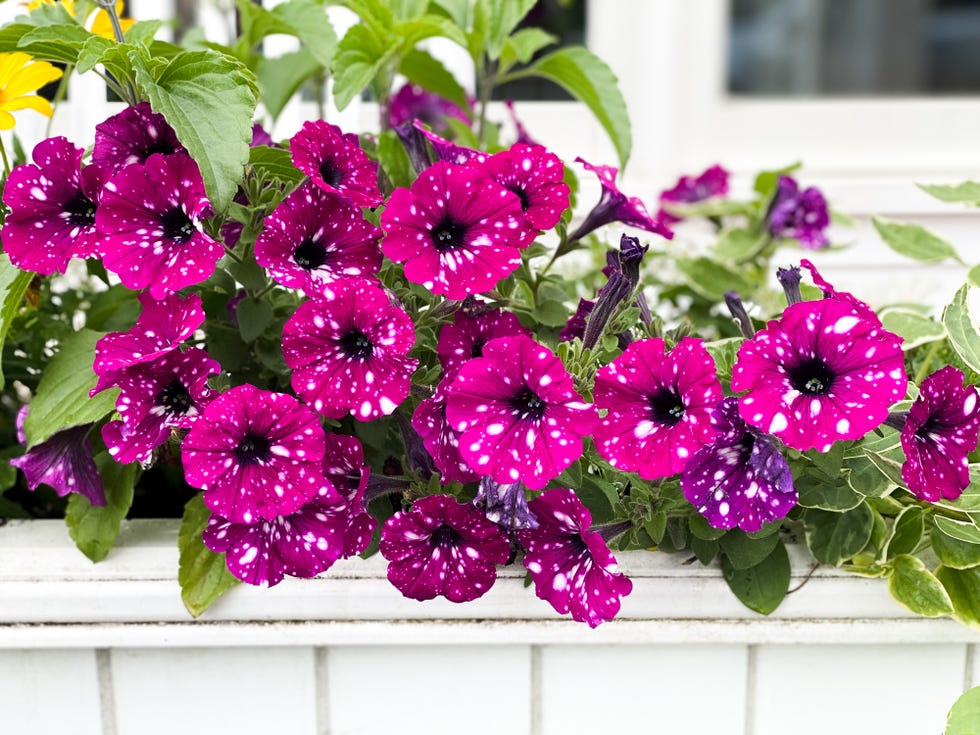 outdoor wooden planter window flower box with pretty pink petunia flowers with white speckles