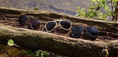 Eyewear, Sunglasses, Glasses, Wood, Wilderness, Tree, Water, Branch, Botany, Vision care, 