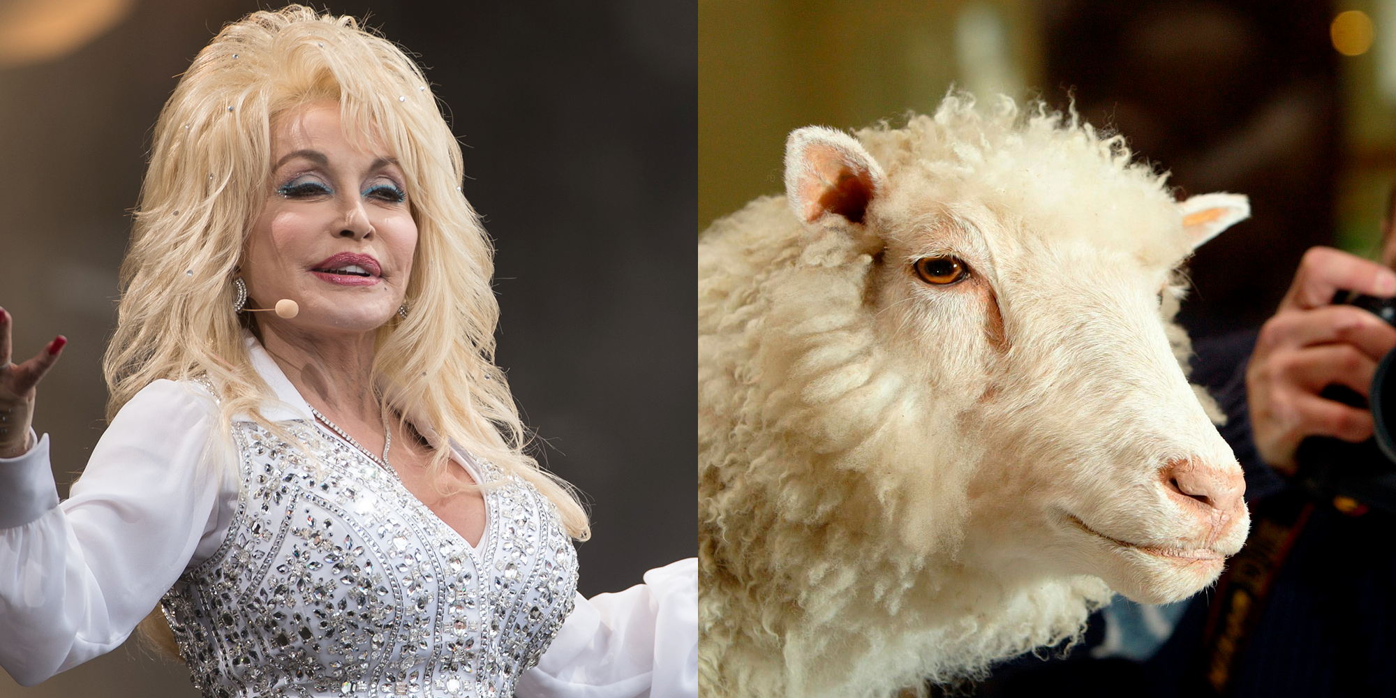 La surrealista historia real por la que la oveja Dolly se llamó Dolly en  homenaje a los pechos de Dolly Parton