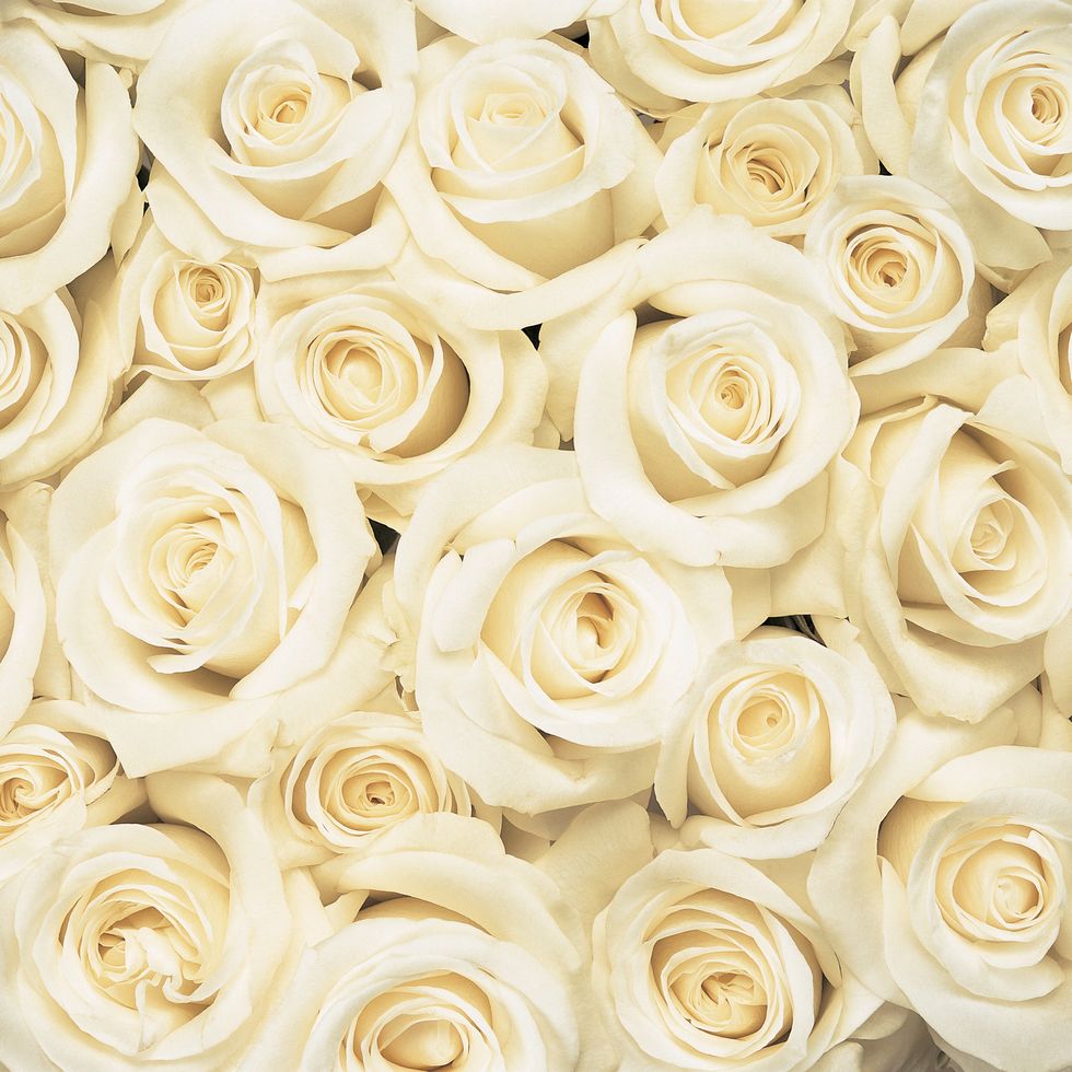 Cream & Ivory Roses — Rose Story Farm