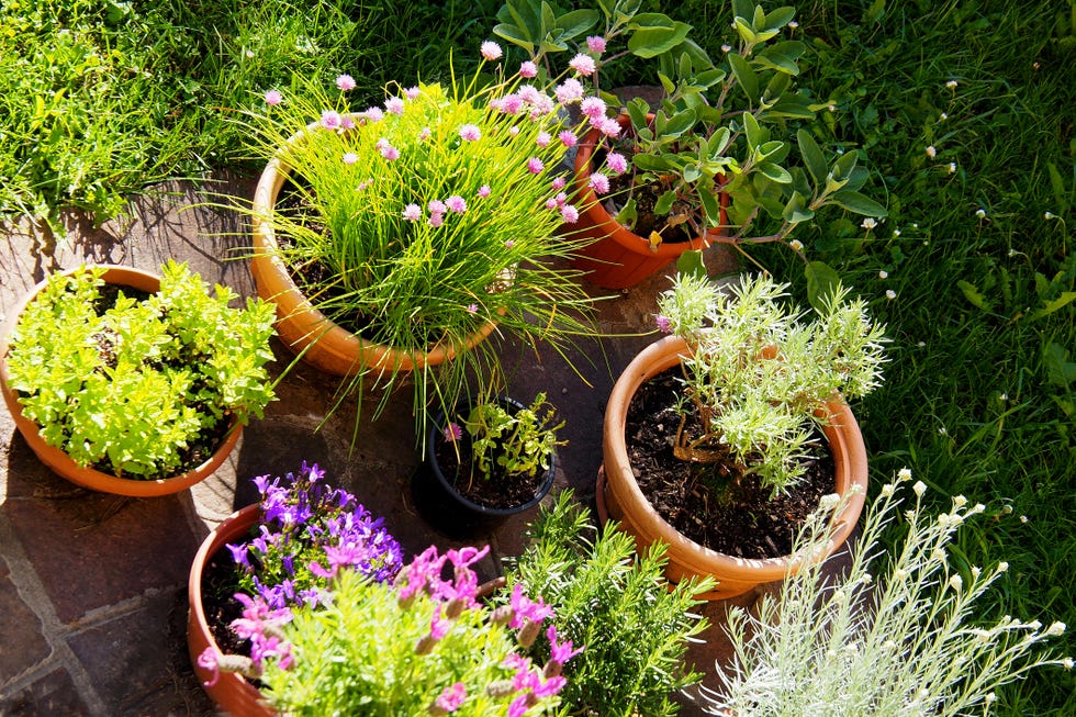 overhead view of back garden with flower pots