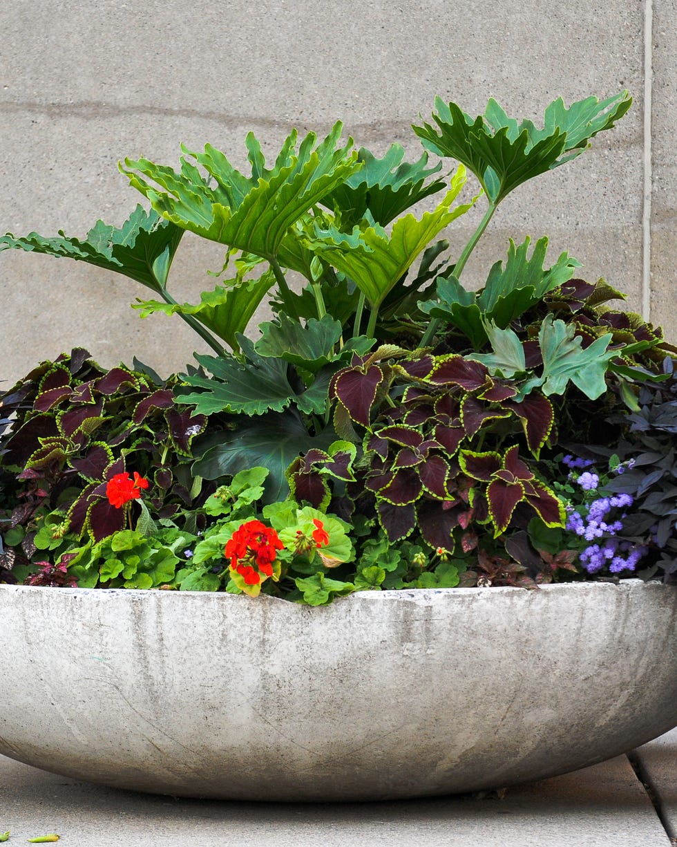 container gardening ideas