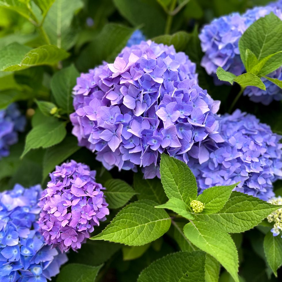 oversized fresh purple hydrangea blooms