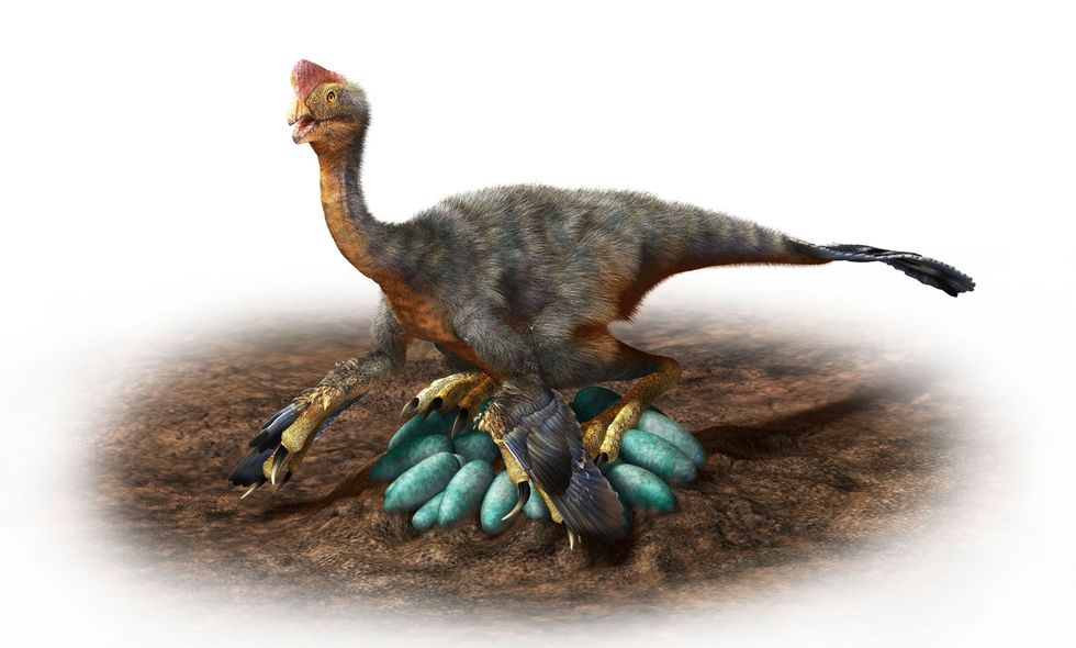 Oviraptorosaurirs vertonen talloze vogelkenmerken Zoals in deze illustratie is uitgebeeld moeten sommige van deze dinosaurirs zelfs als moderne vogels op hun nest hebben gebroed