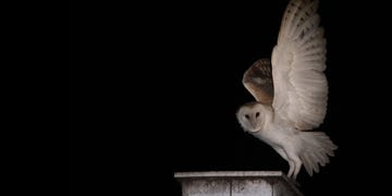 owl