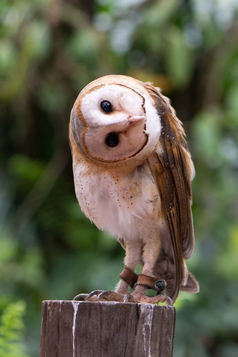 owl twisting its head