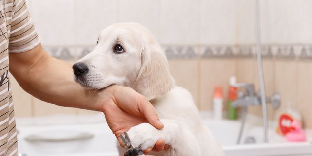 Сколько раз мыть собаку. Гигиена собак. Мытье собаки. Стрижка домашних животных. Стрижка когтей лабрадору.