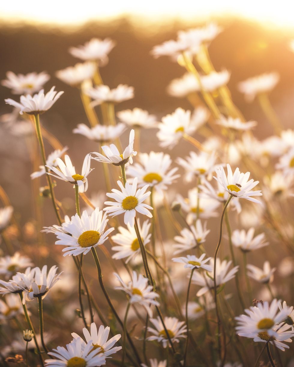 wild oxeye daisies at sunset in a british meadow on a summer evening norfolk, uk