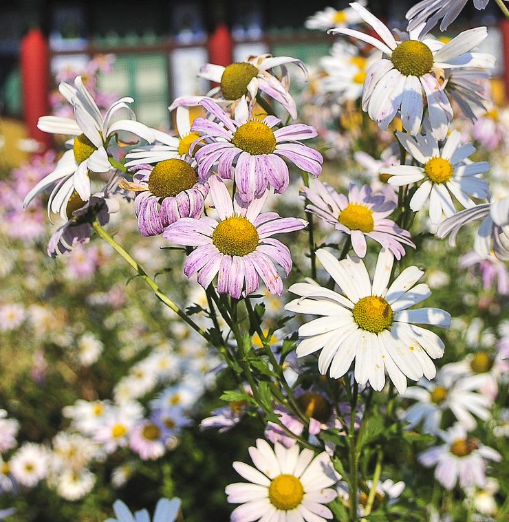 25 Colorful Types Of Daisies - Daisy Varieties For Your Garden