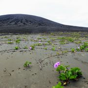 Plant, Flower, Shield volcano, Stratovolcano, Ecoregion, Volcanic landform, Wildflower, Volcanic field, Hill, Landscape, 