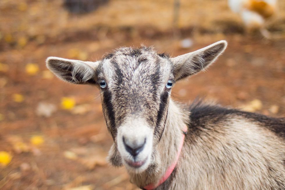 Prada, Gucci buy cashmere from farms that abuse goats: PETA