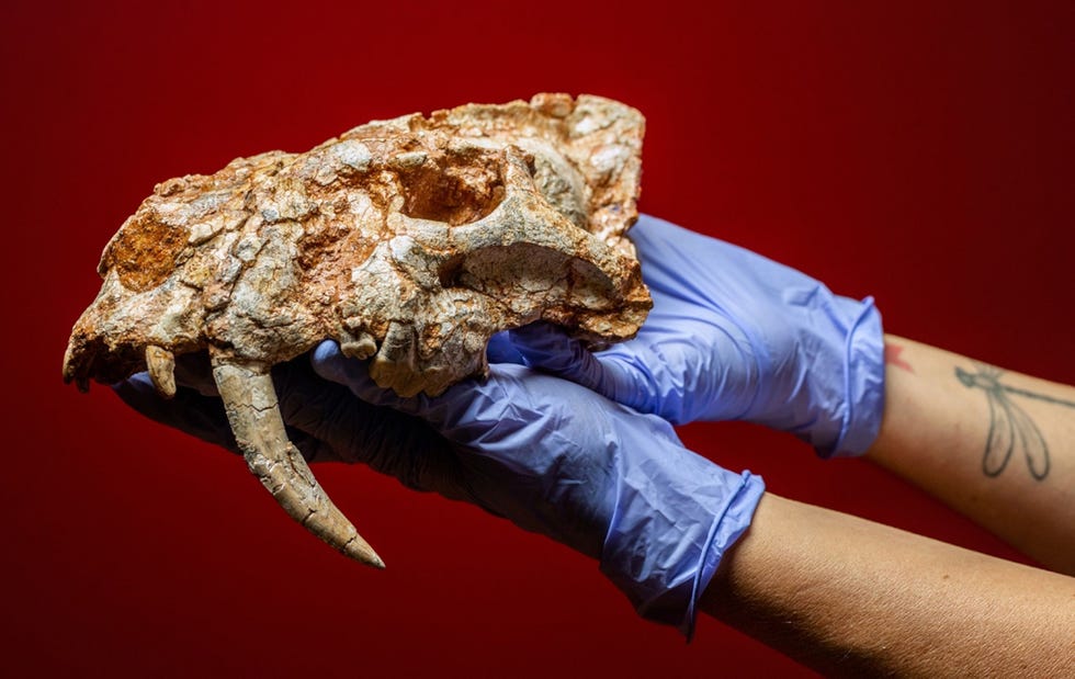 Can-Mata-skull-false-saber-toothed-cat De schedel van een valse sabeltandkat een uitgestorven katachtige carnivoor wordt vastgehouden door hoofdconservator Xnia Aymerich van het Catalaans Instituut voor Paleontologie Miquel Crusafont Het exemplaar is een van de meer dan zeventigduizend fossielen die in Abocador de Can Mata zijn gevonden Deze stortplaats in de buurt van Barcelona is een paradijs voor paleontologen geworden Uit Deze fabelachtige fossielen zijn opgegraven op een vuilnisbelt juni 2021