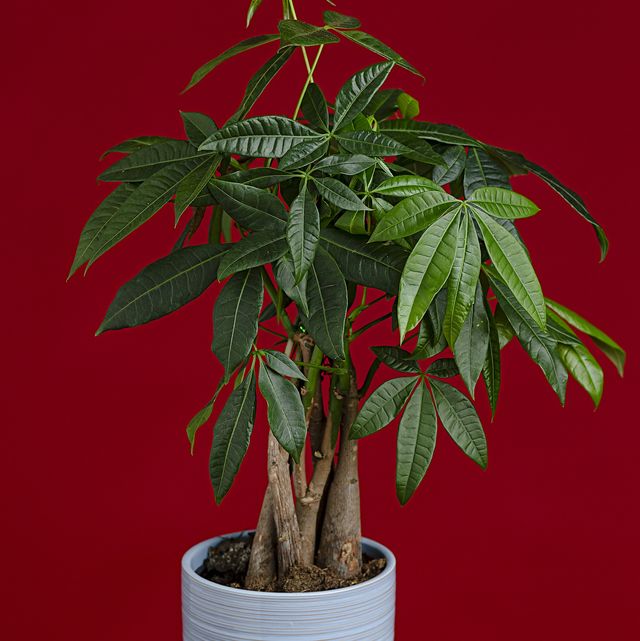 pachira aquatica, money tree plant
