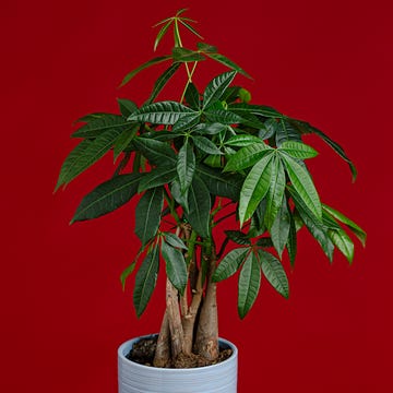 pachira aquatica, money tree plant
