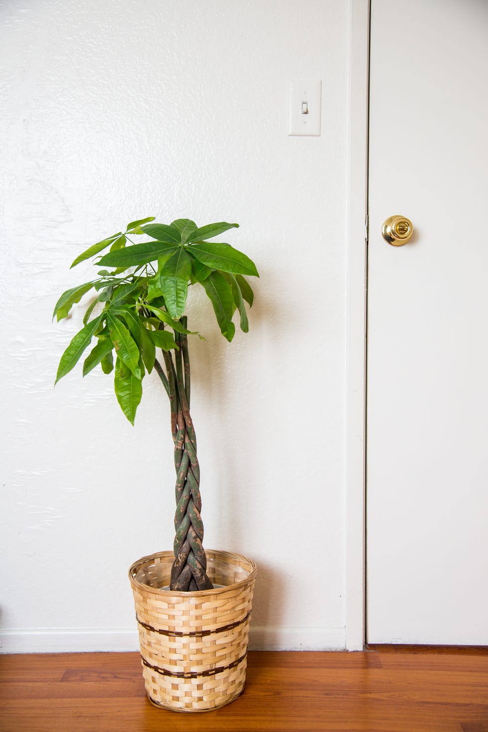 indoor trees, money tree indoors against the white wall