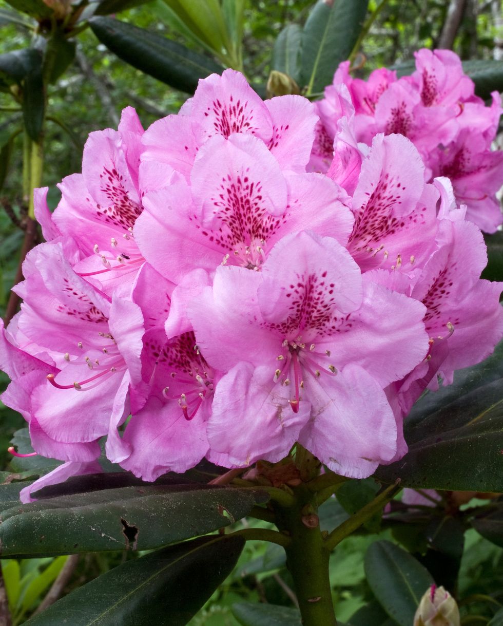 pacific rhododendron flowering shrubs in a garden