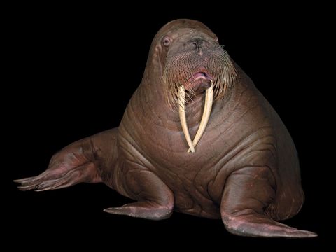 Pacifische walrus Odobenus rosmatus divergens onzeker