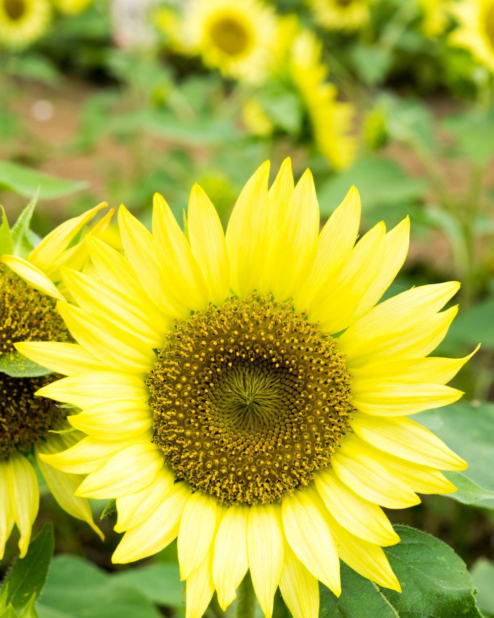 pacino sunflower types