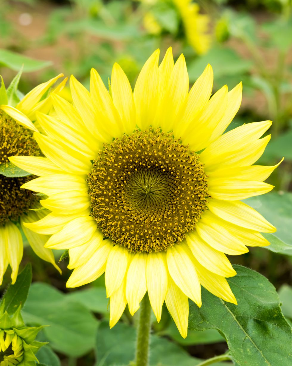 pacino sunflower types