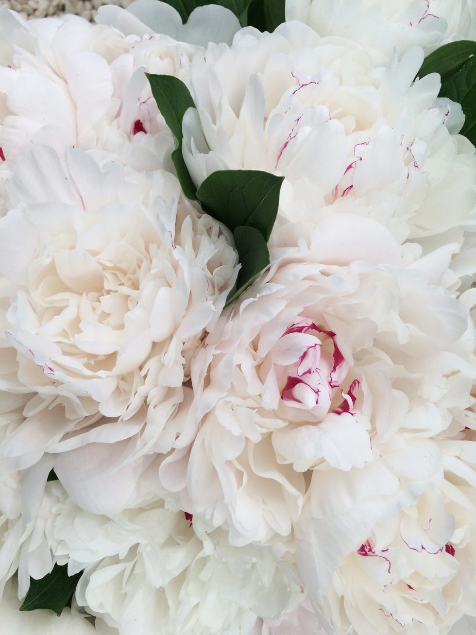 RHS Award of Garden Merit: 9 peonies win award for beauty