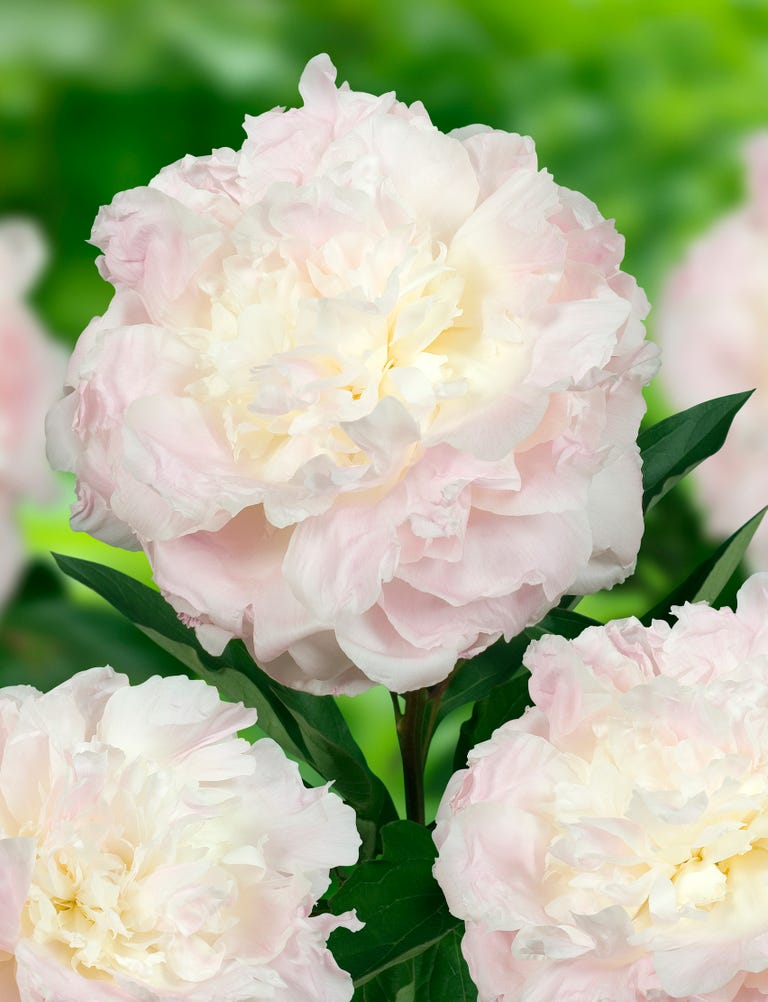 RHS Award of Garden Merit: 9 peonies win award for beauty