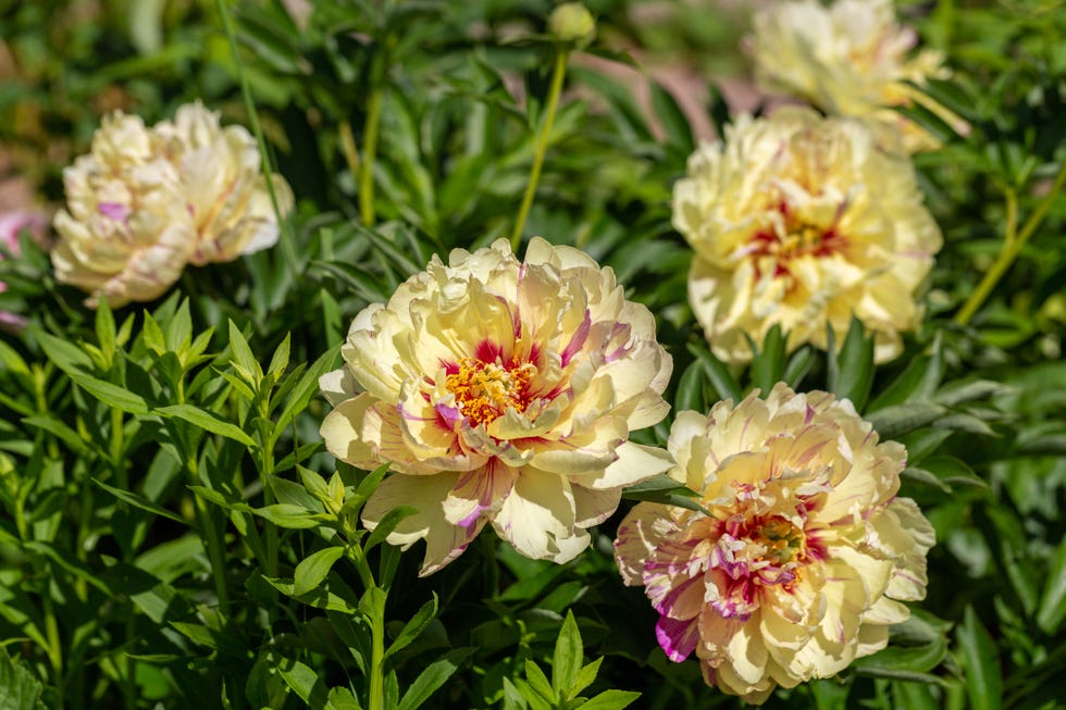 How to Grow Peonies: Tips for Planting and Caring