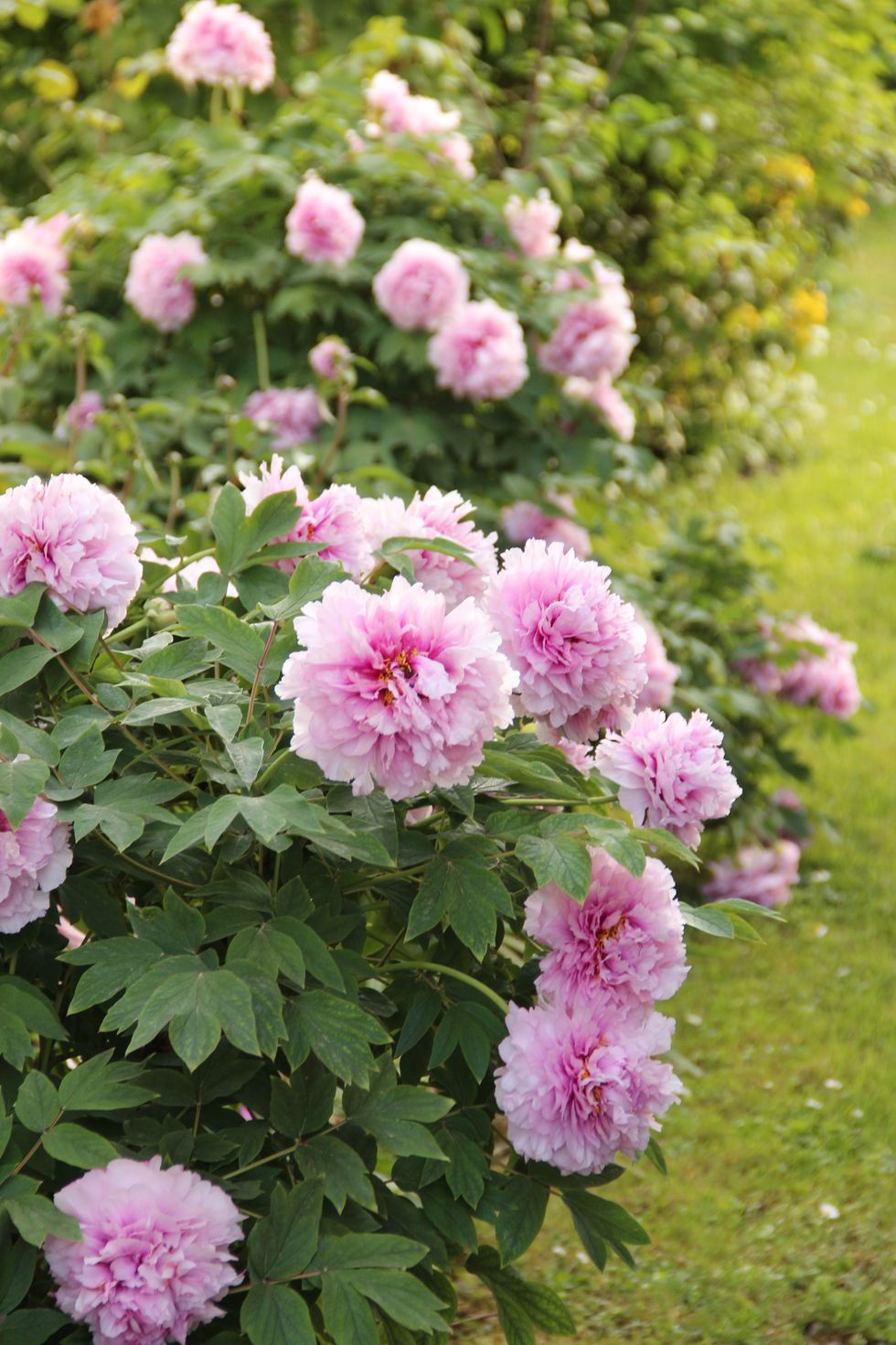 paeonia suffruticosa (peony pink flowers)