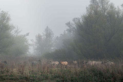 Oostervaardseplassen gelegen in Nederland