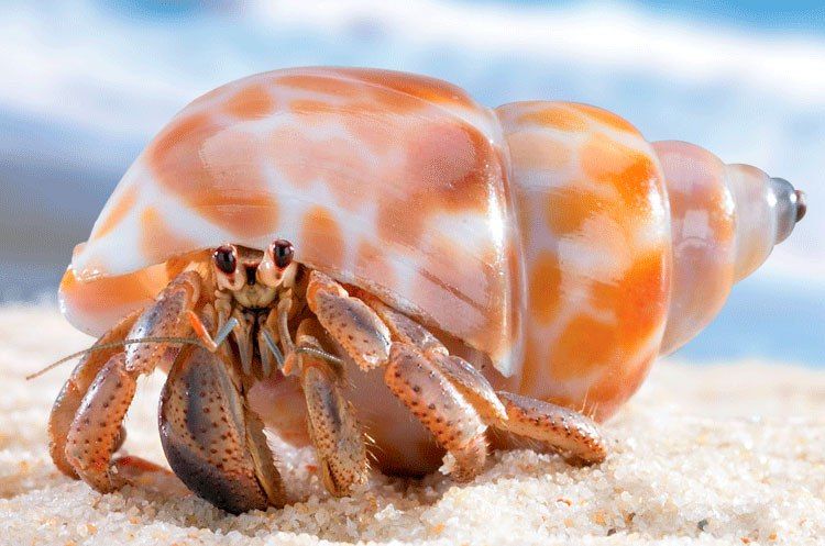 Invertebrate, Hermit crab, Decapoda, Organism, Crustacean, Crab, Conch, Macro photography, Seafood, Arthropod, 