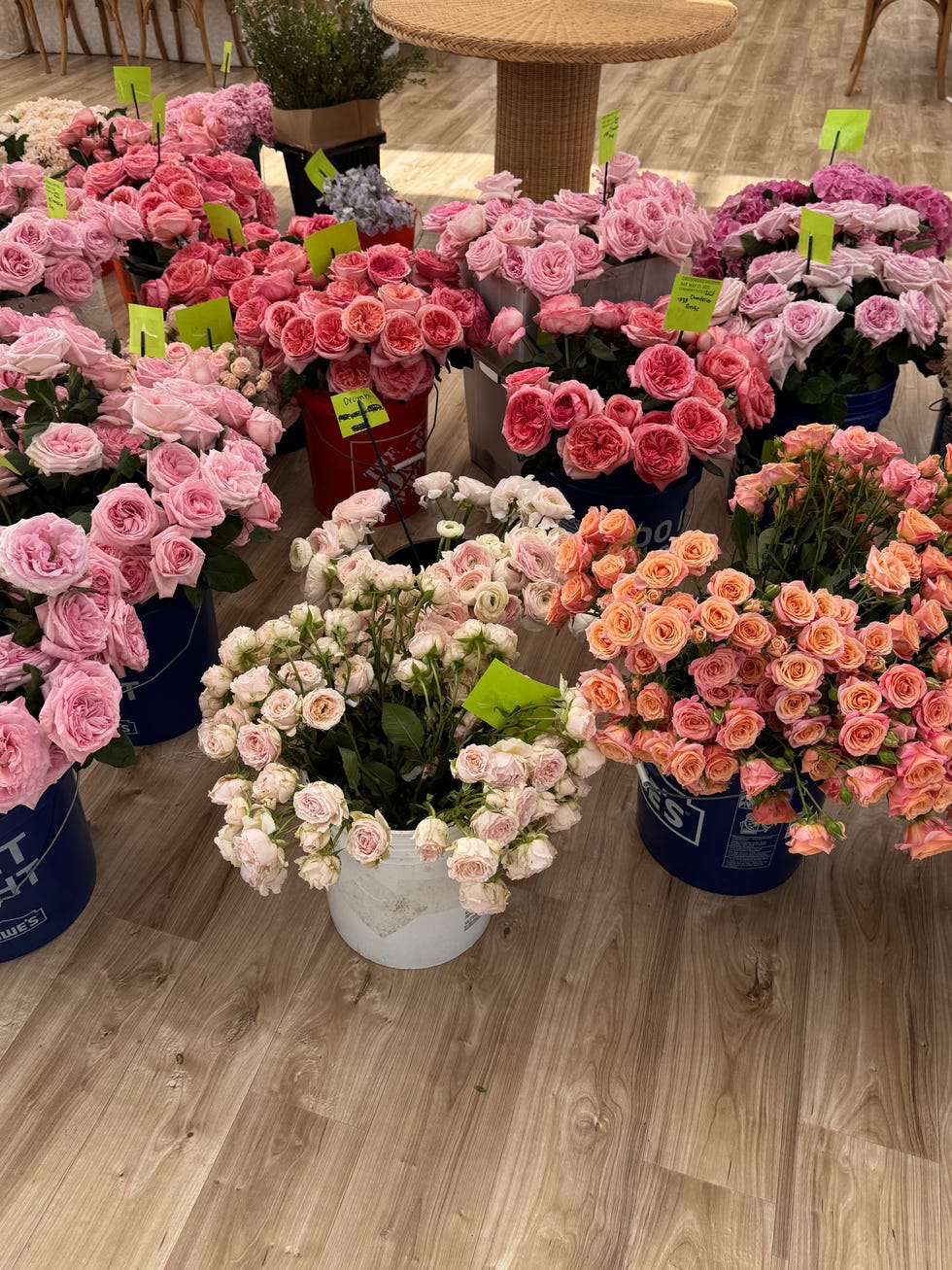 Paige Drummond Flowers Paige Drummond Flowers