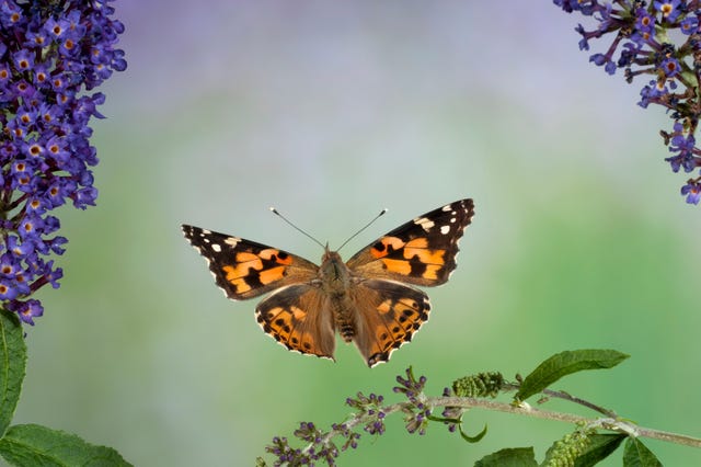 The Ultimate Guide to Butterflies - Different Types of Butterflies and ...